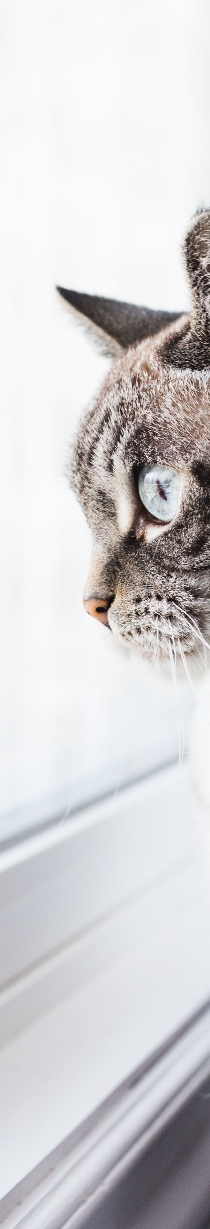<h2>Image banner</h2>