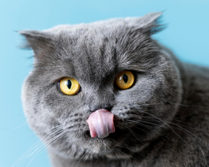 Tierarzt diäten für Katzen