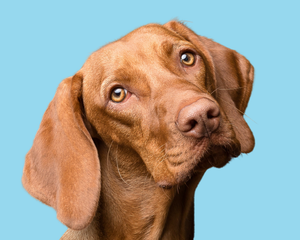 Tierarzt diäten für Hunde