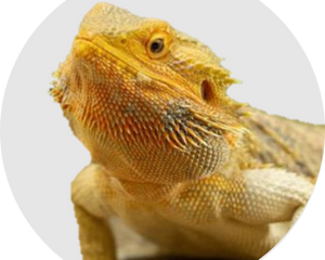 Reptil Bartagam