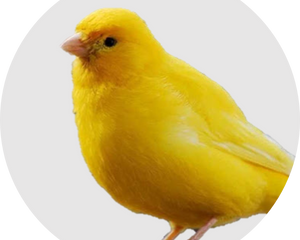 Kanarienvögel