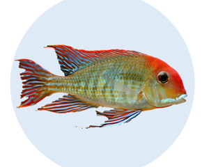 Fische Süsswasser