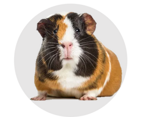 Meerschweinchen
