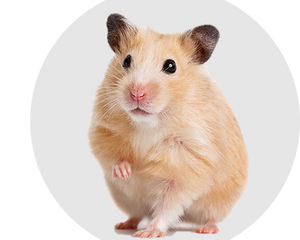 Hamster