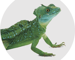 Reptil Eidechse