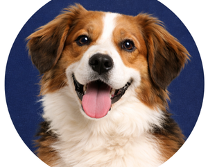 Collection image for: Hunde