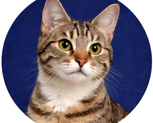 Collection image for: Katzen