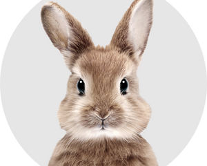 Kaninchen