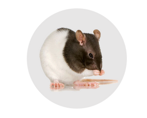 Ratte & Maus