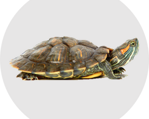 Reptil Wasserschildkröte