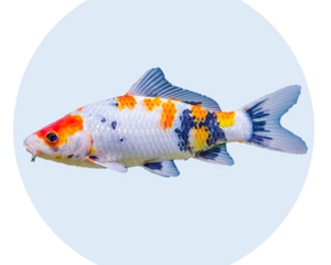 Fischteich