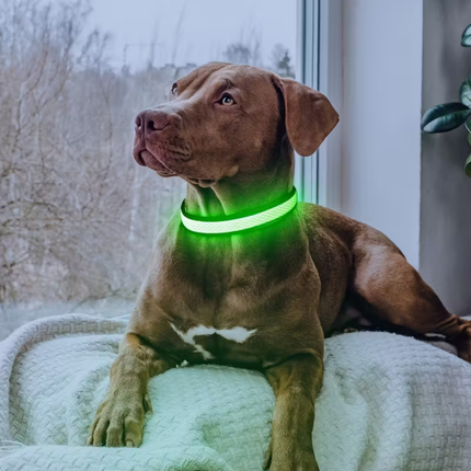 Leuchthalsband Hund