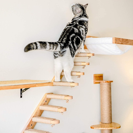 Kletterwand Katzen