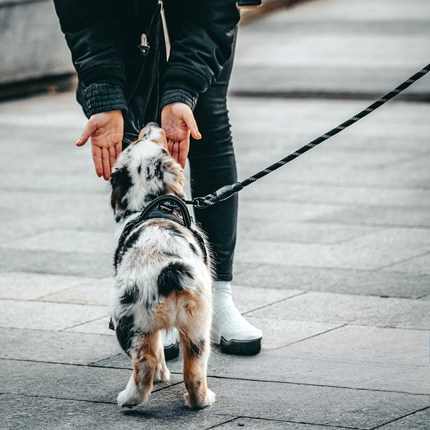 Hundegeschirr und Leine Set