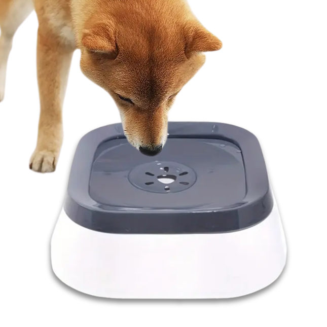Wassernapf Hund Ohne Sabbern