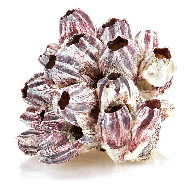 Coquillage balane, 10-15 cm
