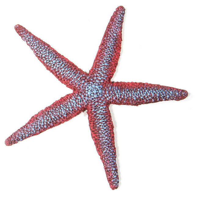 Étoile de mer, violette