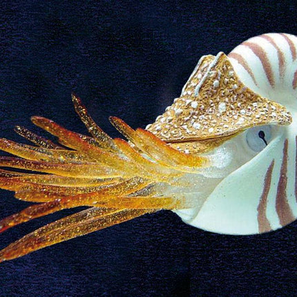 Floating Nautilus