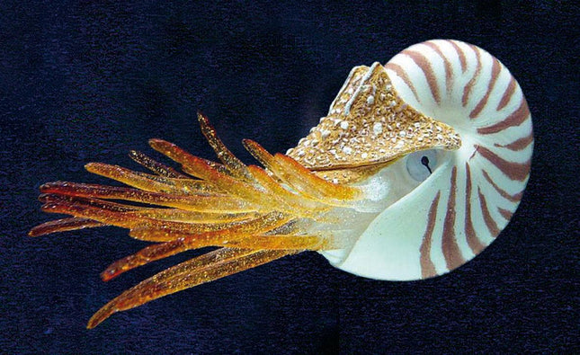 Nautilus flottant