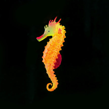 Floating Seepferdchen