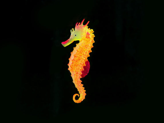 Floating Seepferdchen