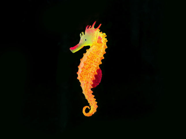 Hippocampes flottants