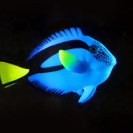 Poisson docteur flottant