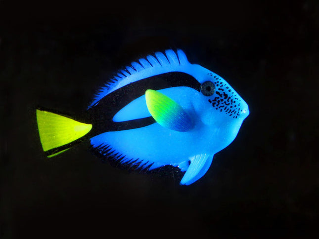 Poisson docteur flottant