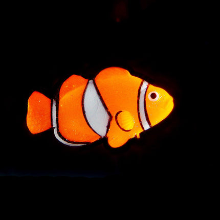 Floating Clownfisch