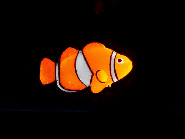 Poisson-clown flottant