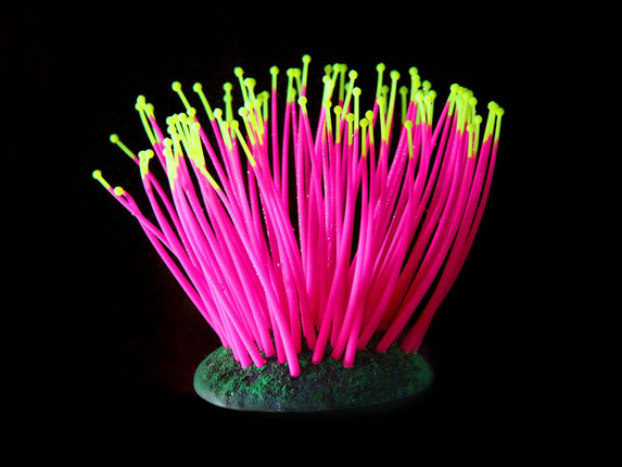 Plantes en plastique FLUO Anémone de mer, rose