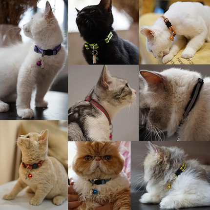 Halsband Katze mit Sicherheitsverschluss