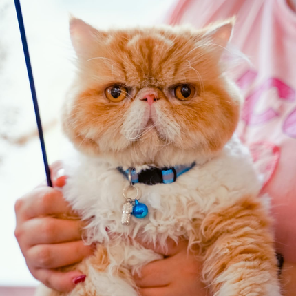 Halsband Katze mit Sicherheitsverschluss