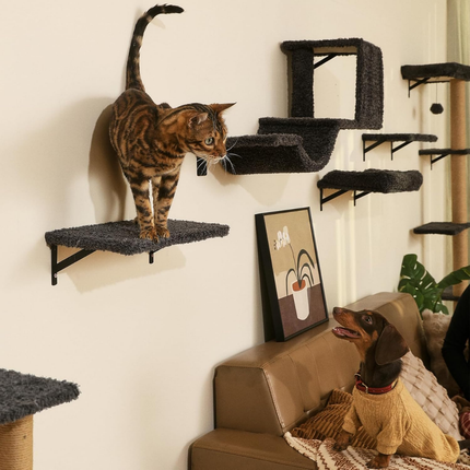 Kletterwand Katzen Set