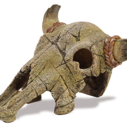 Squelette de buffle, 13x21cm