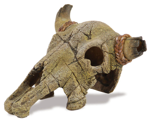 Squelette de buffle, 13x21cm