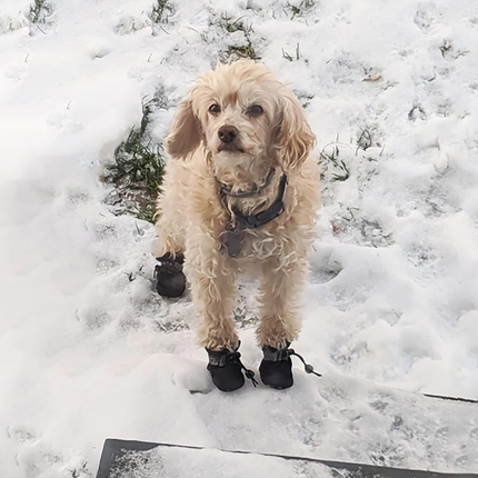 4 Stück Hundeschuhe