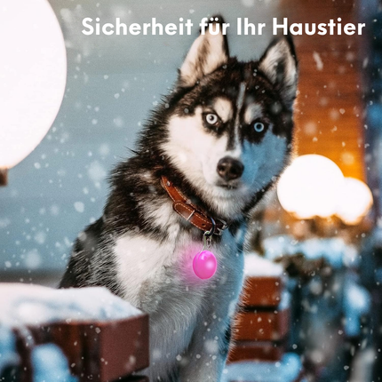 6 Stück LED Blinklicht für Hundesicherheit