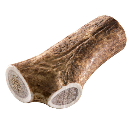 Bâton en bois de cerf XL