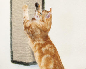 Collection image for: Arbre à chat pour chat