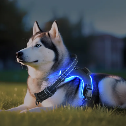 LED-Hundegeschirr