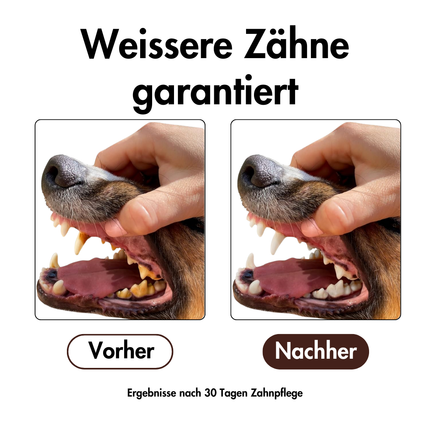 Hundezahnbürste